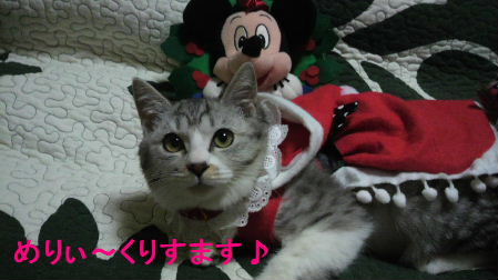 2011_1223うさちゃん1235.JPG