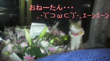 2011_0910うさちゃん0992.JPG