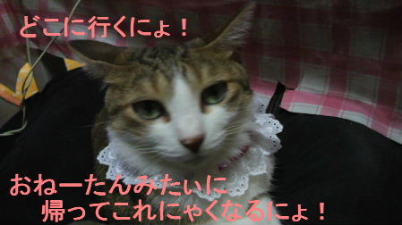 2011_0902うさちゃん0991.JPG