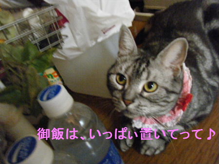 2010_0411うさちゃん0428.JPG