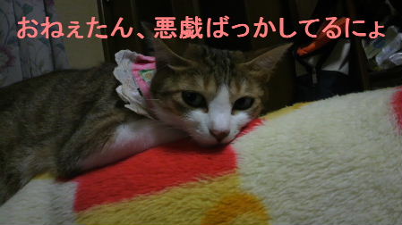 2011_0731うさちゃん0928.JPG