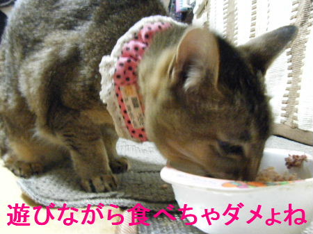 2010_0411うさちゃん0231.JPG