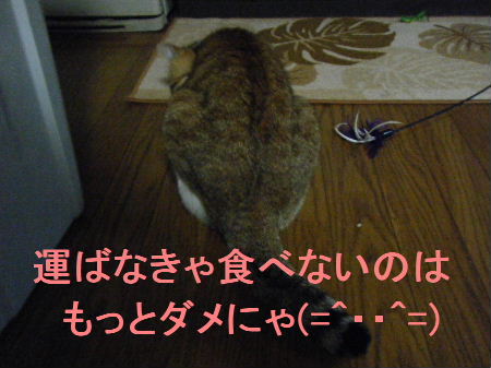 2010_0411うさちゃん0249.JPG