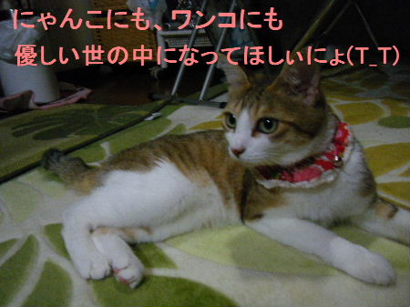 2010_0411うさちゃん0285.JPG