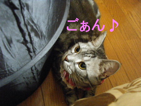 2010_0411うさちゃん0321.JPG