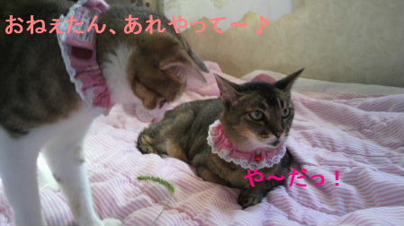 2010_0903うさちゃん0086.JPG