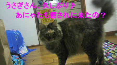 2011_0927うさちゃん1018.JPG