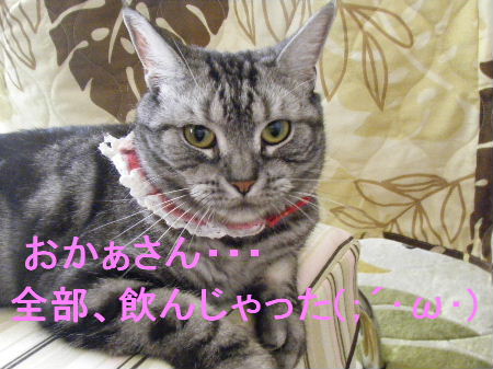 2010_0411うさちゃん0397.JPG