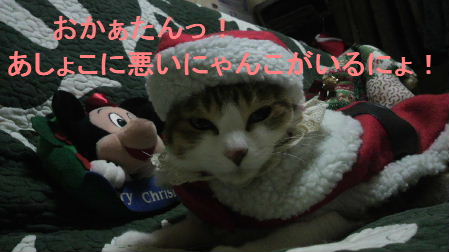 2011_1223うさちゃん1219.JPG