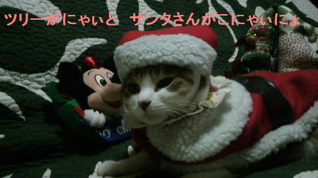 2011_1223うさちゃん1221.JPG