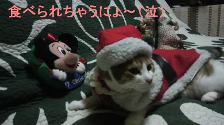 2011_1223うさちゃん1217.JPG