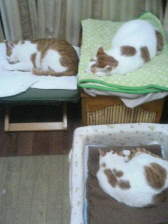 あったかいトコ大好き