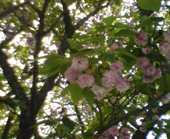 大村公園の桜