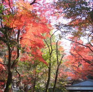 定光寺3.jpg