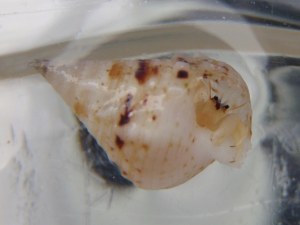 2010年2月某日沖縄磯採集42　サンゴヤドカリ属の種