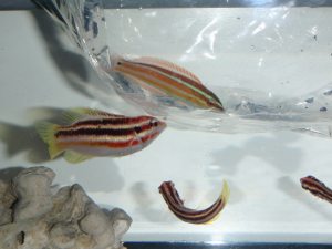 Coris atlanticaとBodianus izuensis1