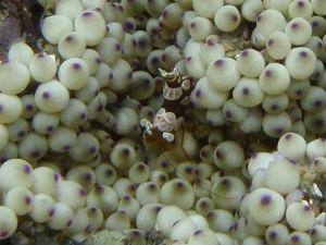 2010年1月某日沖縄磯採集40　イソギンチャクモエビ