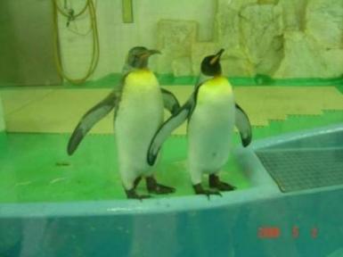 王子動物園037.jpg