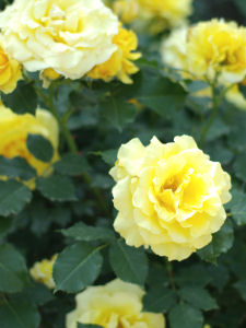 6月の桐谷箱根荘･強羅公園