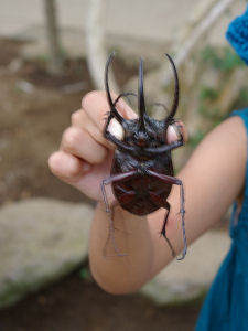 7月の桐谷箱根荘･強羅公園