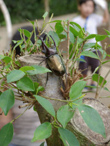 7月の桐谷箱根荘･強羅公園