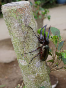 7月の桐谷箱根荘･強羅公園