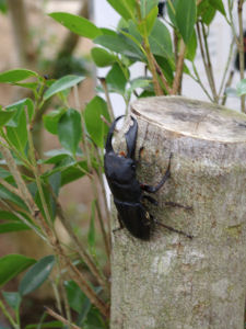 7月の桐谷箱根荘･強羅公園