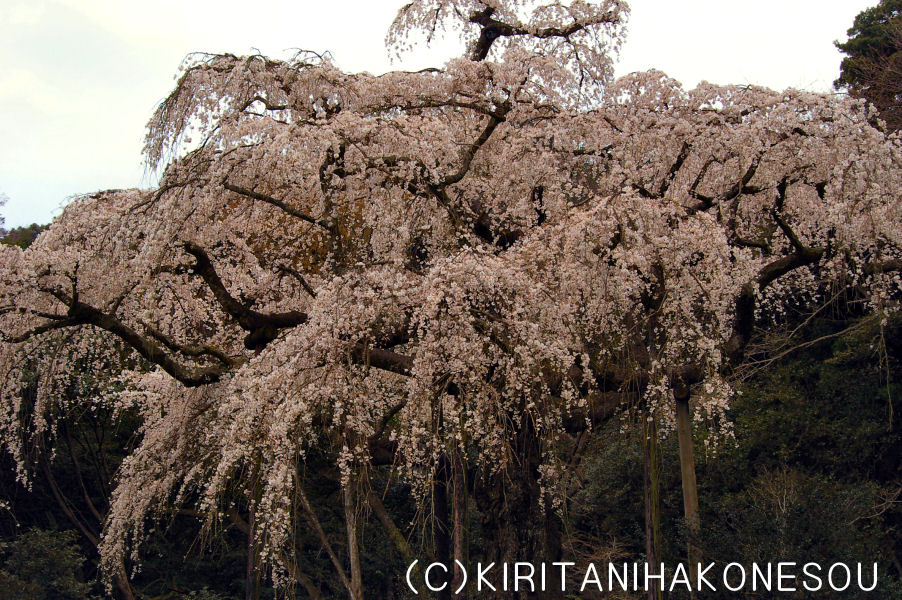 04月の桐谷箱根荘・桜