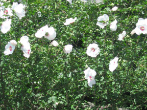 8月の桐谷箱根荘･花