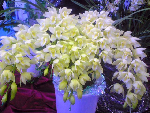 9858-2011.1.22 東海フラワーショウ3.jpg