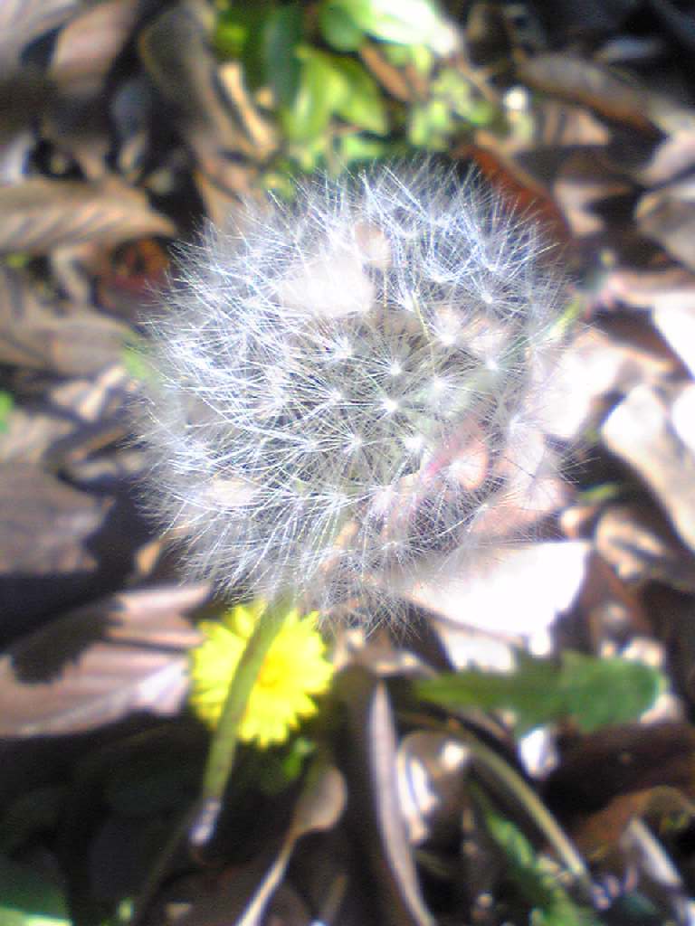 9883-2010.12.23. 農業センターの綿帽子.jpg