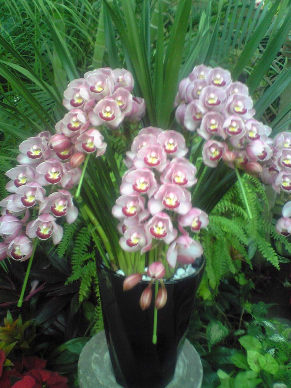 9914-2010.11.18 ランの館クリスマス 3.jpg