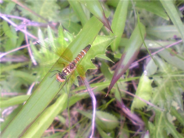 9851-5.30島田緑地ハッチョウトンボ.jpg