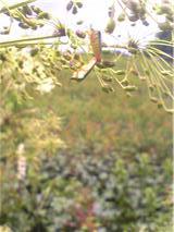 9838-2010.8.21 エサキモンカメムシ.jpg