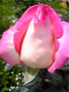 purinnsesu monako.jpg