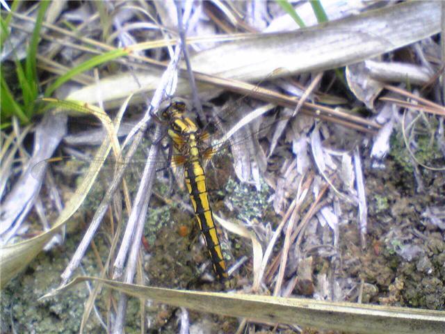 9947-4.22大高　トンボ.jpg
