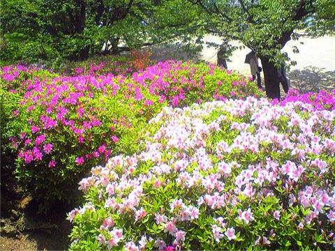 9124-2010.4.25　大府大倉公園つつじまつり.jpg