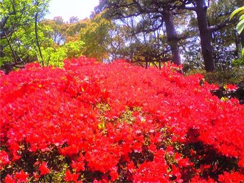 9121-201.4.25大倉公園ツツジ.jpg