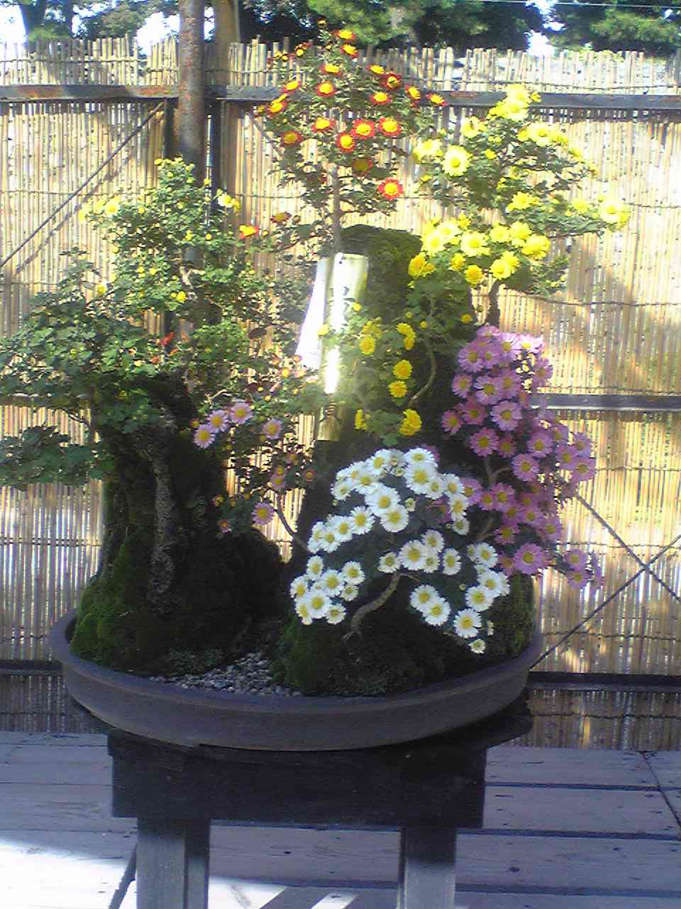 9917-2010.11.17名古屋城菊花大会 1.jpg