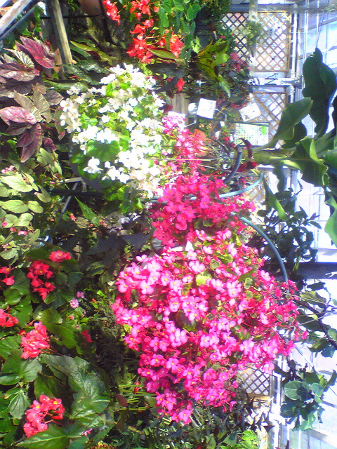 9884-2010.12.23 農業センター12.jpg