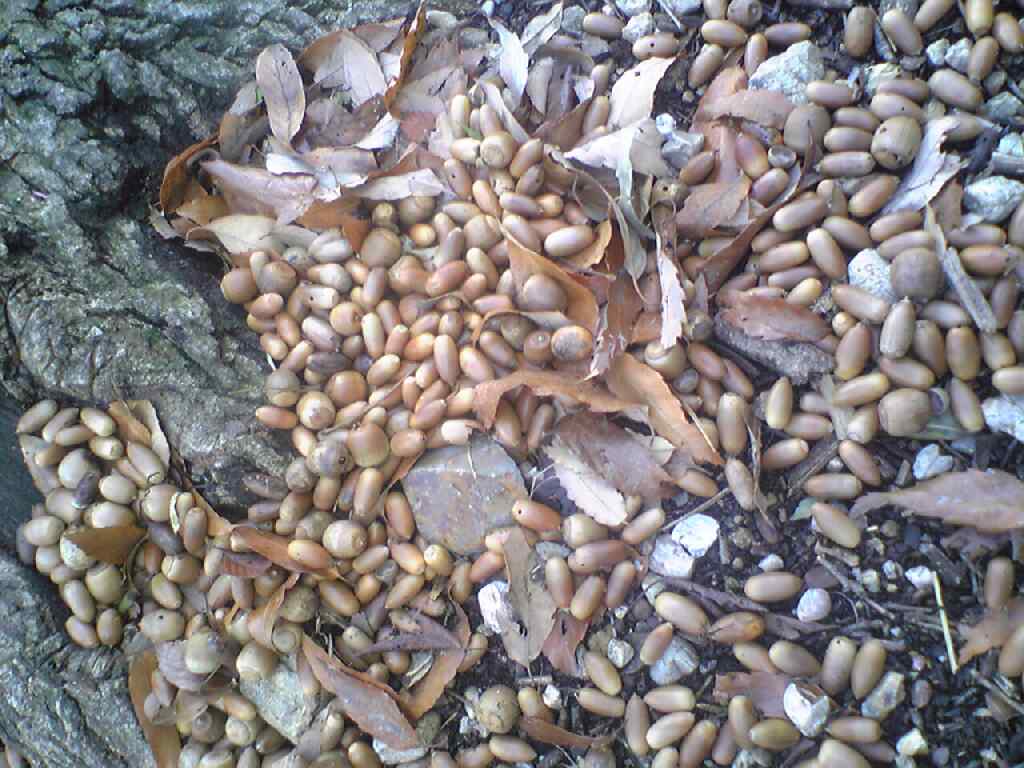 9882-2010.12.29 天白公園どんぐりとゾウムシ.jpg