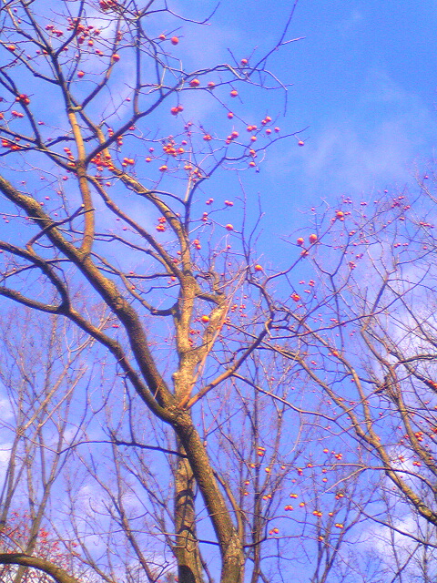 9882-2010.12.29 天白公園かき.jpg