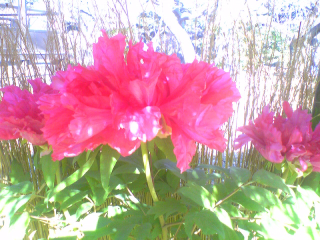 9856-2011.1.30 小石川後楽園2.jpg