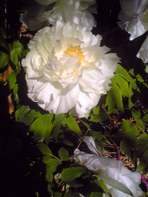 9856-2011.1.30 小石川後楽園0.jpg