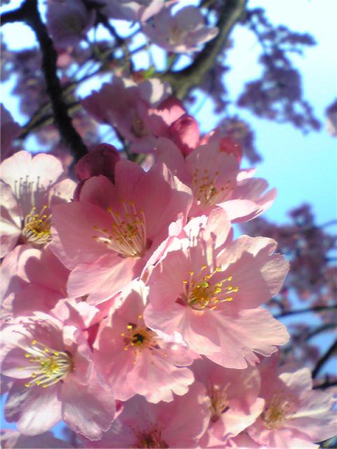 9873－天白公園桜3.20.jpg
