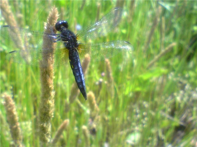 9870-5.20大高緑地ハラビロトンボ　オス.jpg