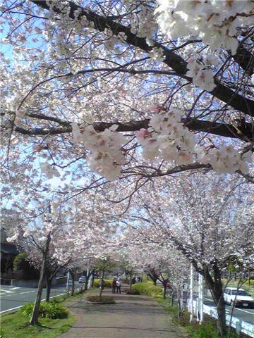 9999-滝の水緑地近くの桜の回廊.jpg