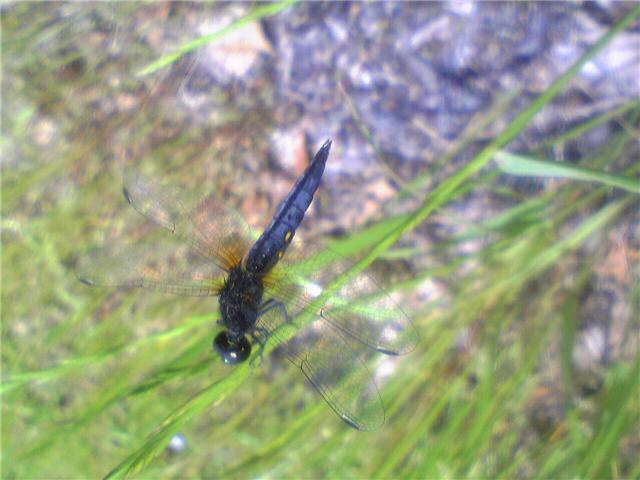 9869-5.20大高緑地ハラビロトンボ　オス.jpg
