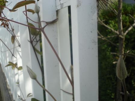 クレマチス（てっせん）