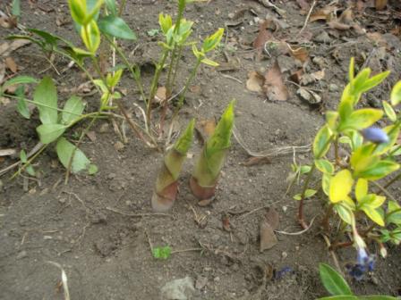 ぎぼうし（ライム）